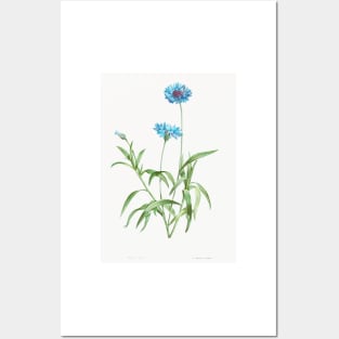Cornflower - Botanical Illustration Posters and Art